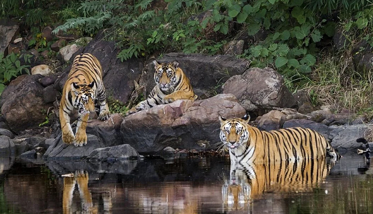 tourist spots to visit in panna,places to viait in panna,panna,ajaigarh fort,baldeoji temple,diamond mines,panna national park,pandav falls,brihaspati kund