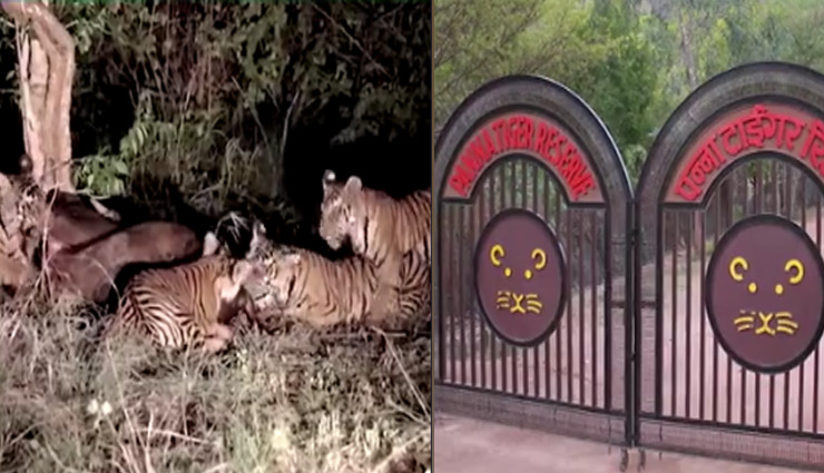 मां की मौत के बाद अनाथ हुए 4 शावकों ने किया नीलगाय का शिकार, पार्क प्रबंधन ने शेयर किया वीडियो
