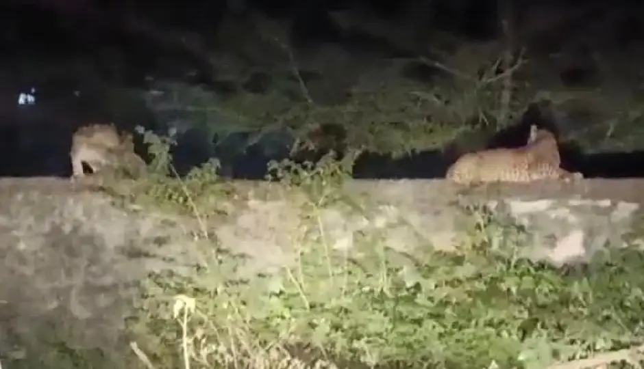मॉर्निंग वॉक पर निकलते ही पैंथर का डर, बांसवाड़ा में दहशत का माहौल; श्यामपुरा वन क्षेत्र में दो पैंथर दिखने से बढ़ी चिंता