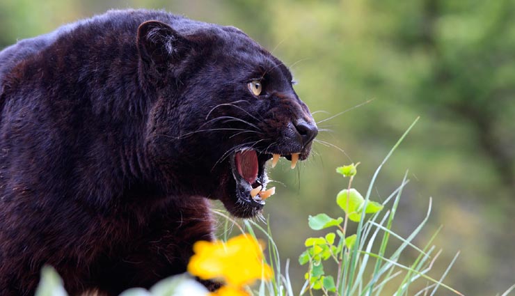 उदयपुर : 6 साल की मासूम को घर से उठा ले गया पैंथर, जंगल में मिली बच्ची की लाश