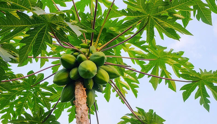 foods to increase blood platelet count in dengue,best foods for low platelet count,how to increase platelet count naturally,foods that boost platelet production during dengue,high platelet count foods for dengue recovery,natural remedies for low platelet count in dengue,platelet boosting foods for dengue patients,foods rich in vitamin k for platelet count,top foods to recover from dengue fever,home remedies to increase platelet count in dengue,platelet rich foods for dengue patients,dengue platelet count increase diet,foods that prevent platelet drop in dengue,best foods to fight dengue and increase platelets,foods for strong platelet production during dengue fever,nutrient-rich foods to raise platelet levels during dengue