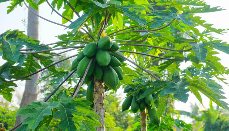 8 Incredible Benefits of Papaya Leaf Juice