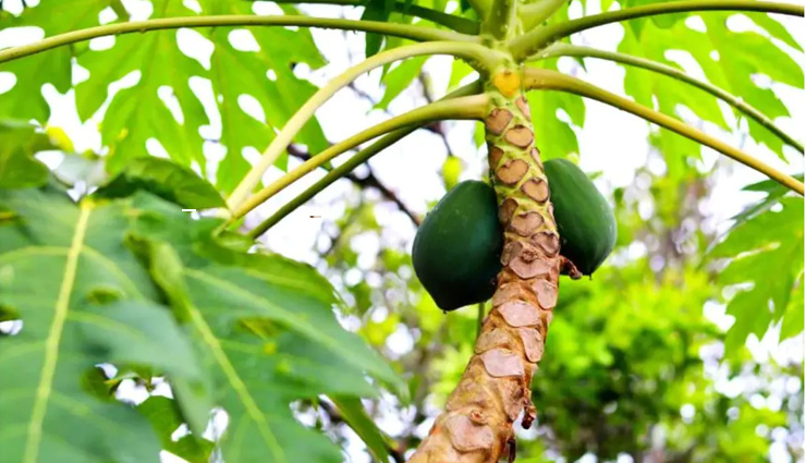 dengue outbreak symptoms,dengue precautions and remedies,home remedies for dengue,dengue prevention tips,symptoms of dengue fever,dengue virus major symptoms,dengue mosquito bite symptoms,how to treat dengue at home,dengue home remedies,dengue infection precautions,dengue major signs,dengue prevention tips,papaya leaf juice for dengue,natural remedies for dengue,dengue fever care tips,ways to prevent dengue