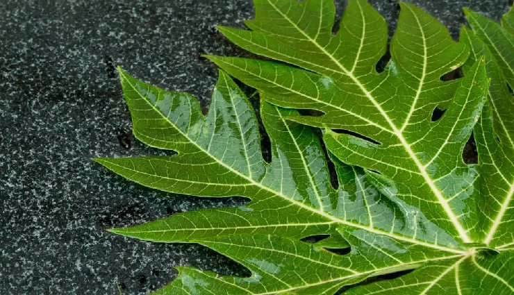 dengue prevention,dengue symptoms,mosquito-borne diseases,tropical diseases,dengue in india,dengue virus,natural remedies for dengue,dengue recovery juices,how to prevent dengue,dengue and platelet count,stagnant water and mosquitoes