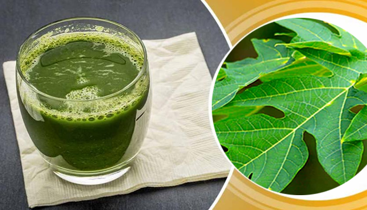 dengue fever remedy,dengue fever,dengue,dengue fever leaf juice for dengue fever,healthy recipe,healthy living,health news in hindi
