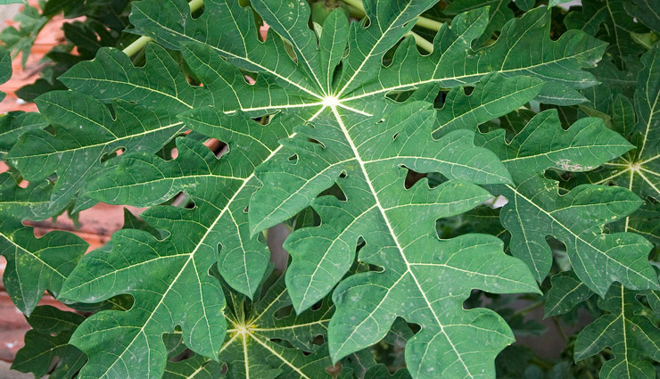 बड़े कमाल के है पपीते के पत्तों के ये फायदे, कैंसर से लड़ने की भी रखते है क्षमता