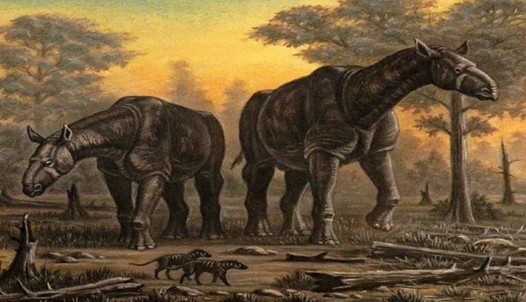 weird news,weird information,largest terrestrial mammal,paraceratherium