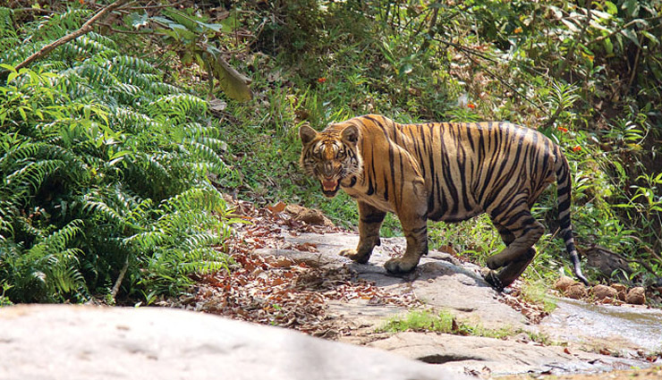 road trip from coimbatore,best road trip destinations near coimbatore,coimbatore road trip places,one-day road trips from coimbatore,scenic road trips from coimbatore,nature road trips near coimbatore,adventure getaways from coimbatore,historical road trip destinations near coimbatore,hill stations near coimbatore for road trips,weekend getaways from coimbatore