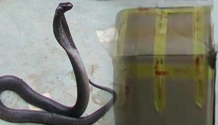 ऑनलाइन सामान आर्डर करने पर पार्सल में निकला यह जानवर, देखकर ही सहम उठेंगे आप