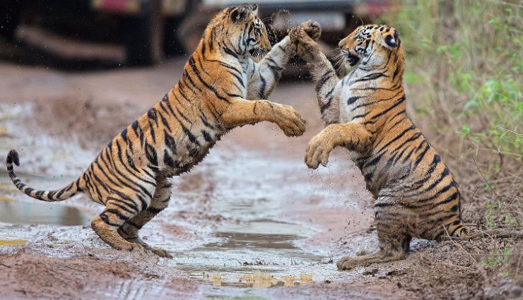 holidays,travel,india,tourist destination,tourist destination,wanderlust,5 beautiful destination of gujarat,gujarat