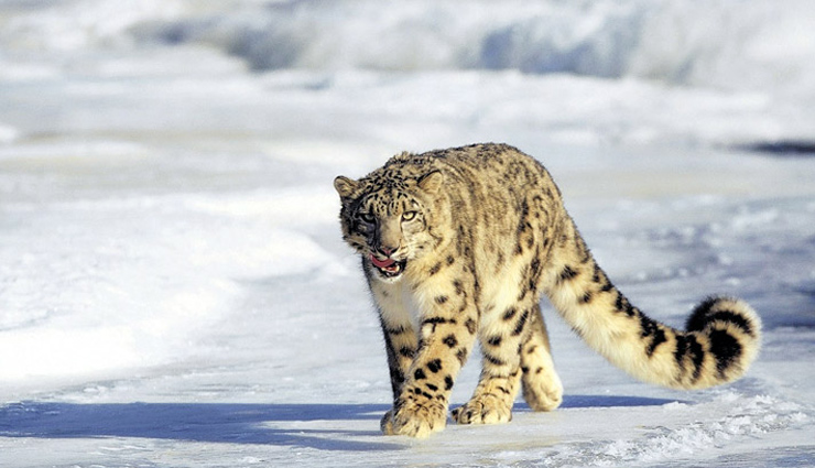 dachigam national park,hemis high altitude national park,kishtwar national park,salim ali national park,shalimar garden,beautiful parks,famous parks,parks in jammu and kashmir,jammu and kashmir