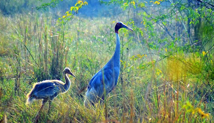 dachigam national park,hemis high altitude national park,kishtwar national park,salim ali national park,shalimar garden,beautiful parks,famous parks,parks in jammu and kashmir,jammu and kashmir