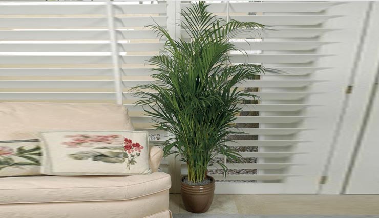 4 indoor plants for dark rooms,philodendron,heartleaf,pothos,zz plant,parlor palm