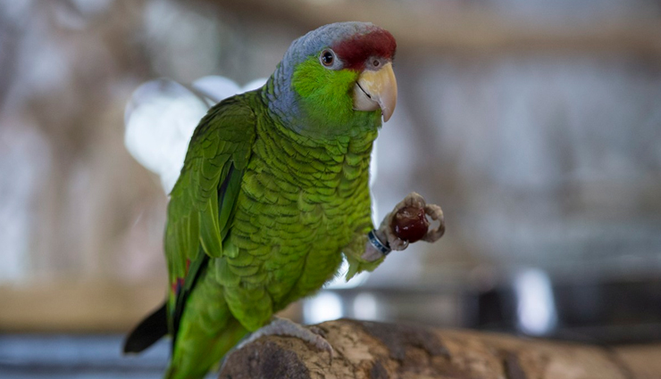 pet animals,lucky,jyotish