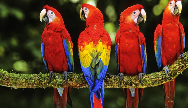 interesting facts,amazing facts,facts related birds,birds nature