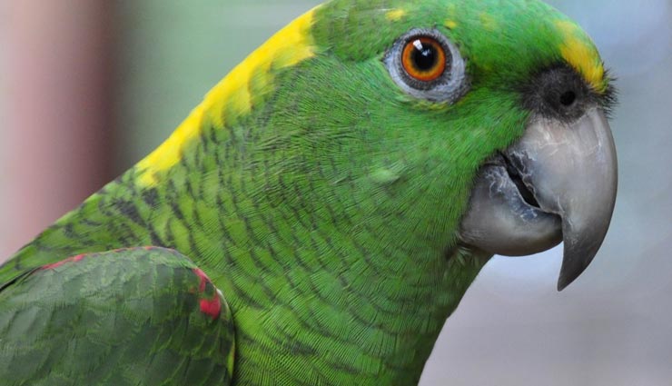 weird news,weird incident,florida incident,florida police,voice of parrot