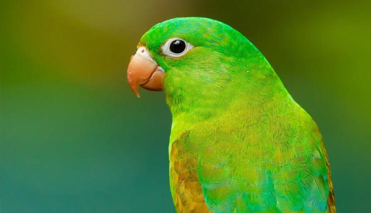 astrology tips,astrology tips in hindi,symptoms to get the money,lordess laxmi