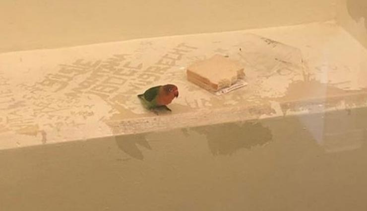 मालिक की वजह से तोते को खानी पड़ी जेल की हवा, पूरा माजरा चौंकाने वाला