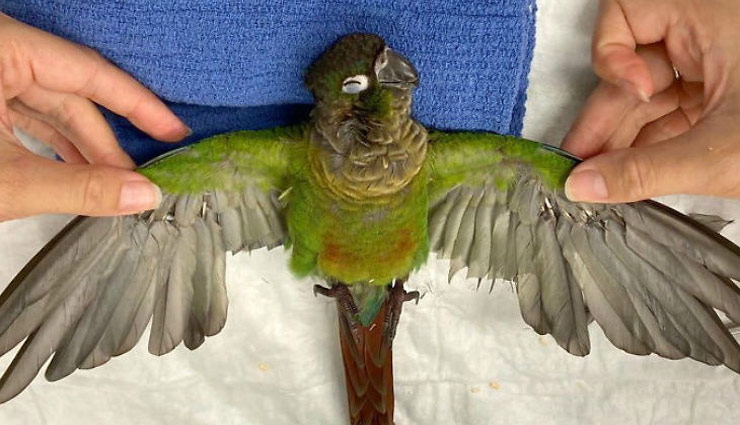 doctor,parrot,wings,weird news