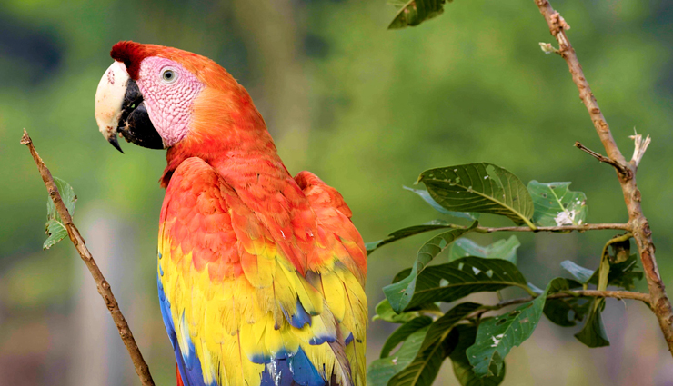 colorful species of parrot,species of parrot,colorful species of parrot found across the world,animals around the world,scarlet macaw,south america,sun conure,brazil,eclectus parrot,solomon islands,sulphur crested cockatoo,australia,bronze-winged parrot,south america,dusky lory,new guinea,plum-headed parakeet,india,grey parrot,africa