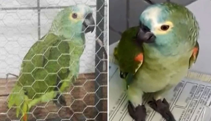 दिल्ली कोर्ट में हुई 13 तोतों की पेशी, जाने  क्या है मामला