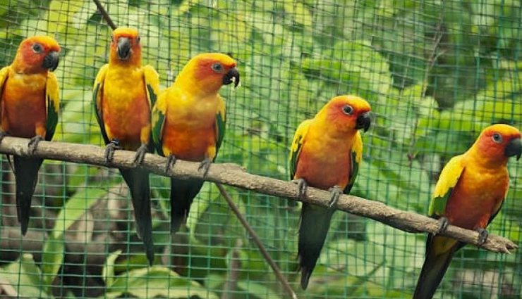 आखिर क्यों इस चिड़ियाघर को तोतों की वजह से झेलनी पड़ रही हैं बदनामी, माजरा कर देगा हैरान 