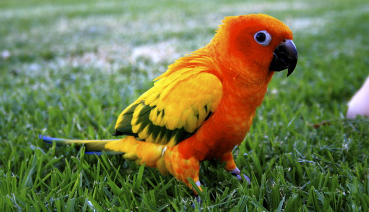 colorful species of parrot,species of parrot,colorful species of parrot found across the world,animals around the world,scarlet macaw,south america,sun conure,brazil,eclectus parrot,solomon islands,sulphur crested cockatoo,australia,bronze-winged parrot,south america,dusky lory,new guinea,plum-headed parakeet,india,grey parrot,africa
