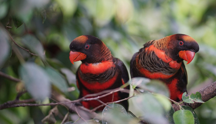 colorful species of parrot,species of parrot,colorful species of parrot found across the world,animals around the world,scarlet macaw,south america,sun conure,brazil,eclectus parrot,solomon islands,sulphur crested cockatoo,australia,bronze-winged parrot,south america,dusky lory,new guinea,plum-headed parakeet,india,grey parrot,africa
