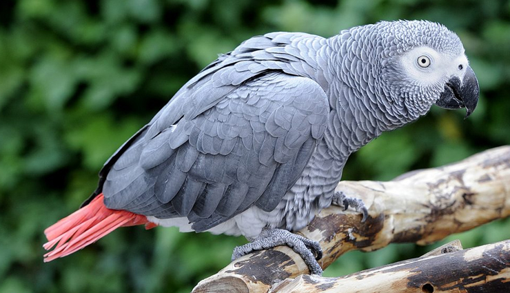 colorful species of parrot,species of parrot,colorful species of parrot found across the world,animals around the world,scarlet macaw,south america,sun conure,brazil,eclectus parrot,solomon islands,sulphur crested cockatoo,australia,bronze-winged parrot,south america,dusky lory,new guinea,plum-headed parakeet,india,grey parrot,africa