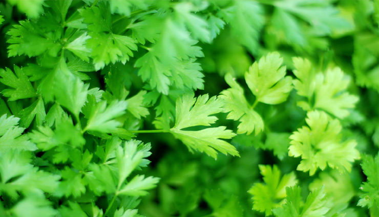 irregular periods,problem of irregular periods,treat problem of irregular periods,green papaya,fennel seeds,fresh juices,seeds and honey,parsley,Health,Health tips