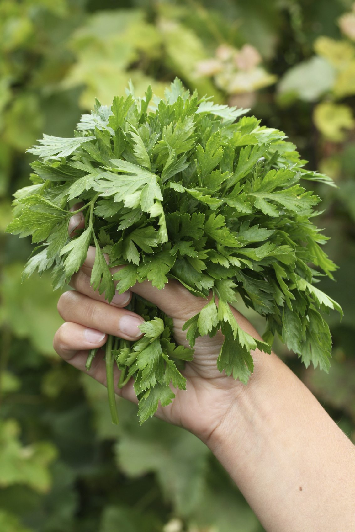 parsley,parsley health benefits,health benefits,Health,Health tips