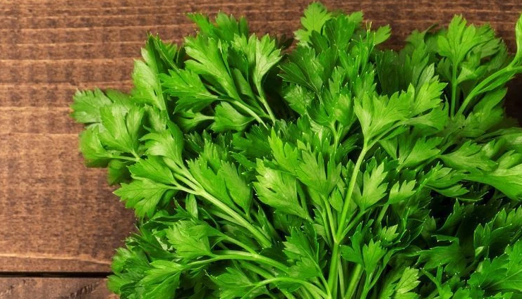 parsley,parsley health benefits,health benefits,Health,Health tips
