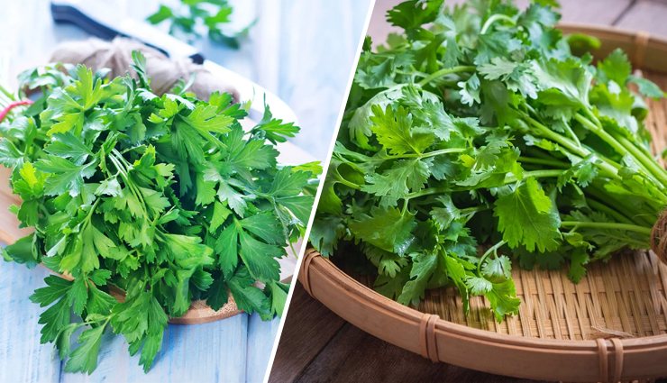 Which is Better To Eat for Health- Parsley or Coriander?