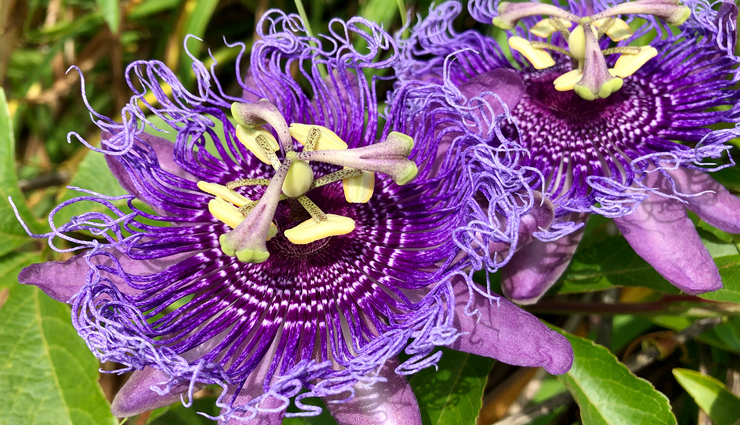 natural remedies for anxiety,home remedies for anxiety disorder,herbal remedies for anxiety,natural treatments for anxiety,non-medical remedies for anxiety,alternative remedies for anxiety,holistic remedies for anxiety,natural ways to treat anxiety disorder,self-help remedies for anxiety,natural anxiety relief techniques