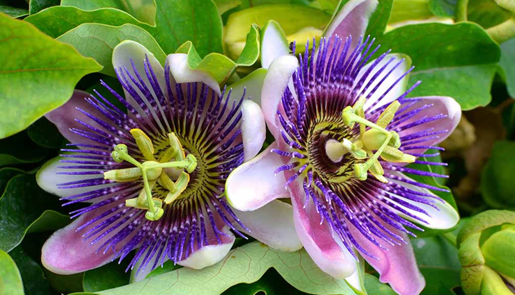 5 Least Known Health Benefits of Passion Flower
