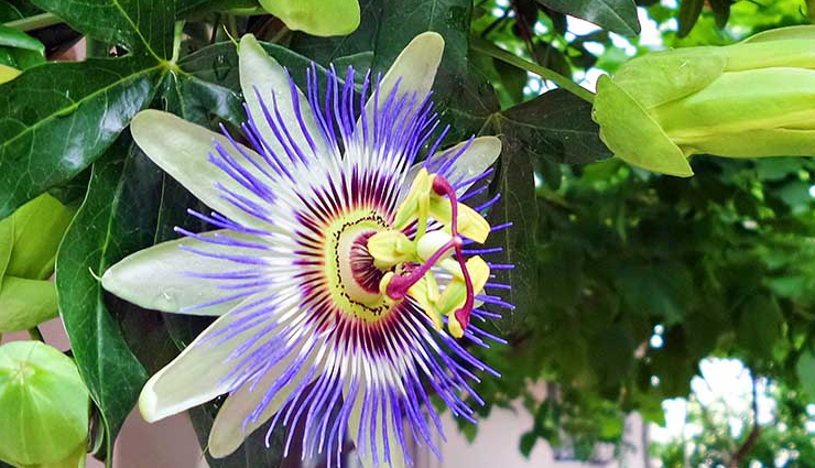 herbs that will help you treat insomnia naturally,healthy living,Health tips