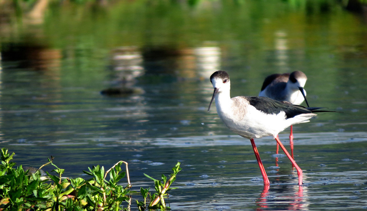 bird watching,bird watching near pune,pune travel tips,pune travel,travel places in pune,travel,tourism
