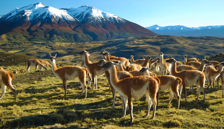 famous wildlife safaris,top safaris around the world,best wildlife safari destinations,popular global safaris,must-visit safari parks,wildlife safari tours,iconic safaris worldwide,top safari experiences,safari travel destinations,exotic safari trips