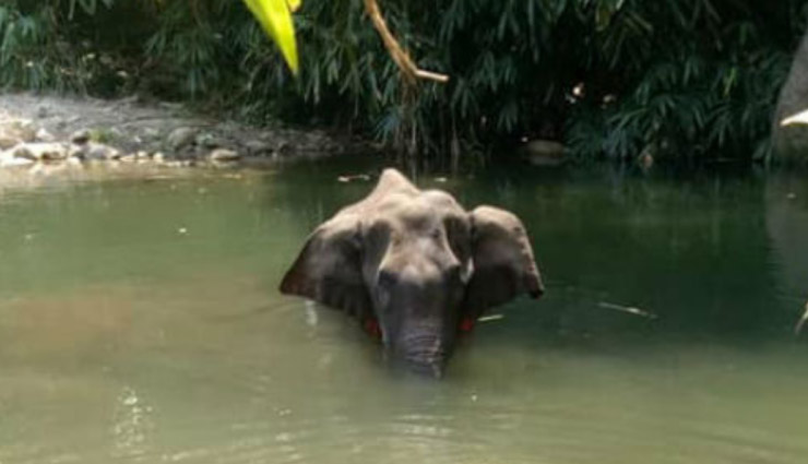 shraddha kapoor,shraddha kapoor twitter,shraddha kapoor tweet viral,shraddha kapoor tweet,shraddha kapoor on kerala pregnant elephant dies,athiya shetty,bollywood photos