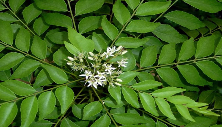 benefits of kari patta,healthy tips,Health