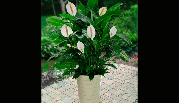 astrology tips,5 feng shui plants to bring good luck in your life,astrology tips to bring good luck,plants that bring prosperity,which plants to keep at home