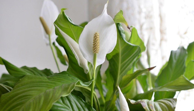 indoor plants best for your home,indoor plants,house plants,beast indoor plants,household tips,gardening tips,home decor tips