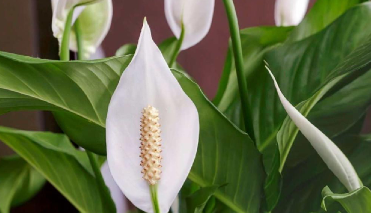 indoor plants for lung health,lung-friendly houseplants,air-purifying indoor plants,plants to improve indoor air quality,lung health and indoor gardening,indoor plants for respiratory health,houseplants for clean air,best indoor plants for lung health,lung-supporting houseplants,indoor plants for cleaner breathing