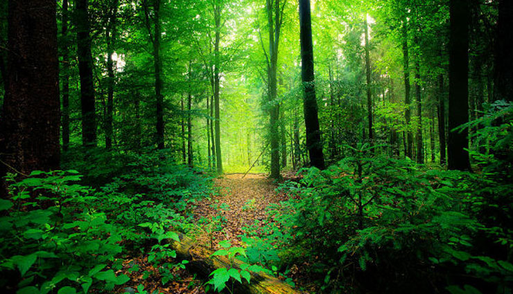 places in india,peaceful places in india,jim corbett national park,uttarakhand,pushkar,rajasthan,dharamsala,himachal pradesh,lonavala,maharashtra,mount abu,rajasthan