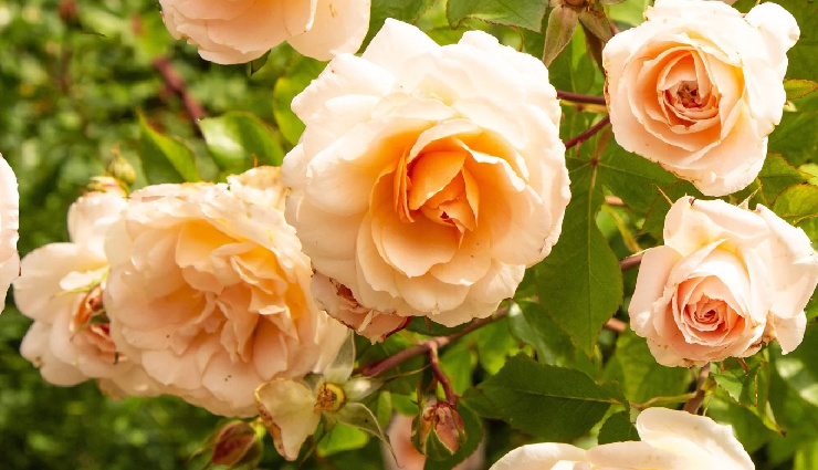 rose day 2025,rose color meaning,which rose to give,rose day colors,rose day gifts,meaning of rose colors,valentines day roses,different rose colors and their meanings,best rose for love,rose day 2025 tips,how to choose rose color for valentines day