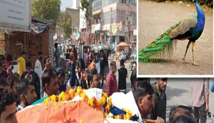 तिरंगे में हुई राष्ट्रीय पक्षी मोर की विदाई, अंतिम यात्रा में बजाए गए देशभक्ति के गीत