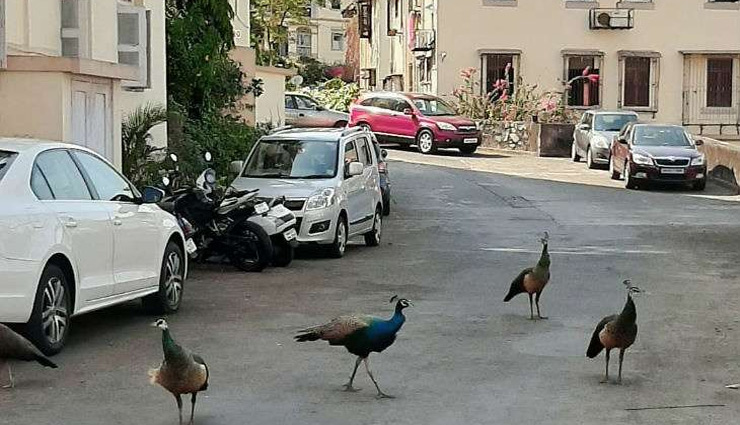 लॉकडाउन में जानवरों की मस्ती / बंदर ने पतंग उड़ाई, तैराकी की, सैर-सपाटे पर निकले बाघ-हिरण coronavirus,coronavirus lockdown,monkey,peocock,video viral