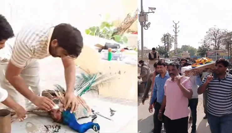 राजस्थान: झुंझुनूं में मोर की शहीद जैसी विदाई, तिरंगे में राष्ट्रीय पक्षी को लपेट कर निकाली अंतिम यात्रा; करंट लगने से हुई थी मौत