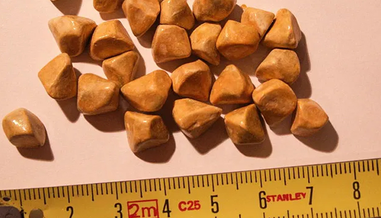 Peanut butter,health benefits of peanut butter,Health tips,fitness tips