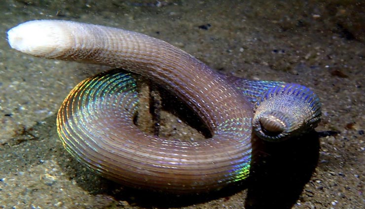 लाल नहीं बल्कि इन जीवों के खून का रंग होता हैं रंगीन, जानकर आपको भी होगा आश्चर्य